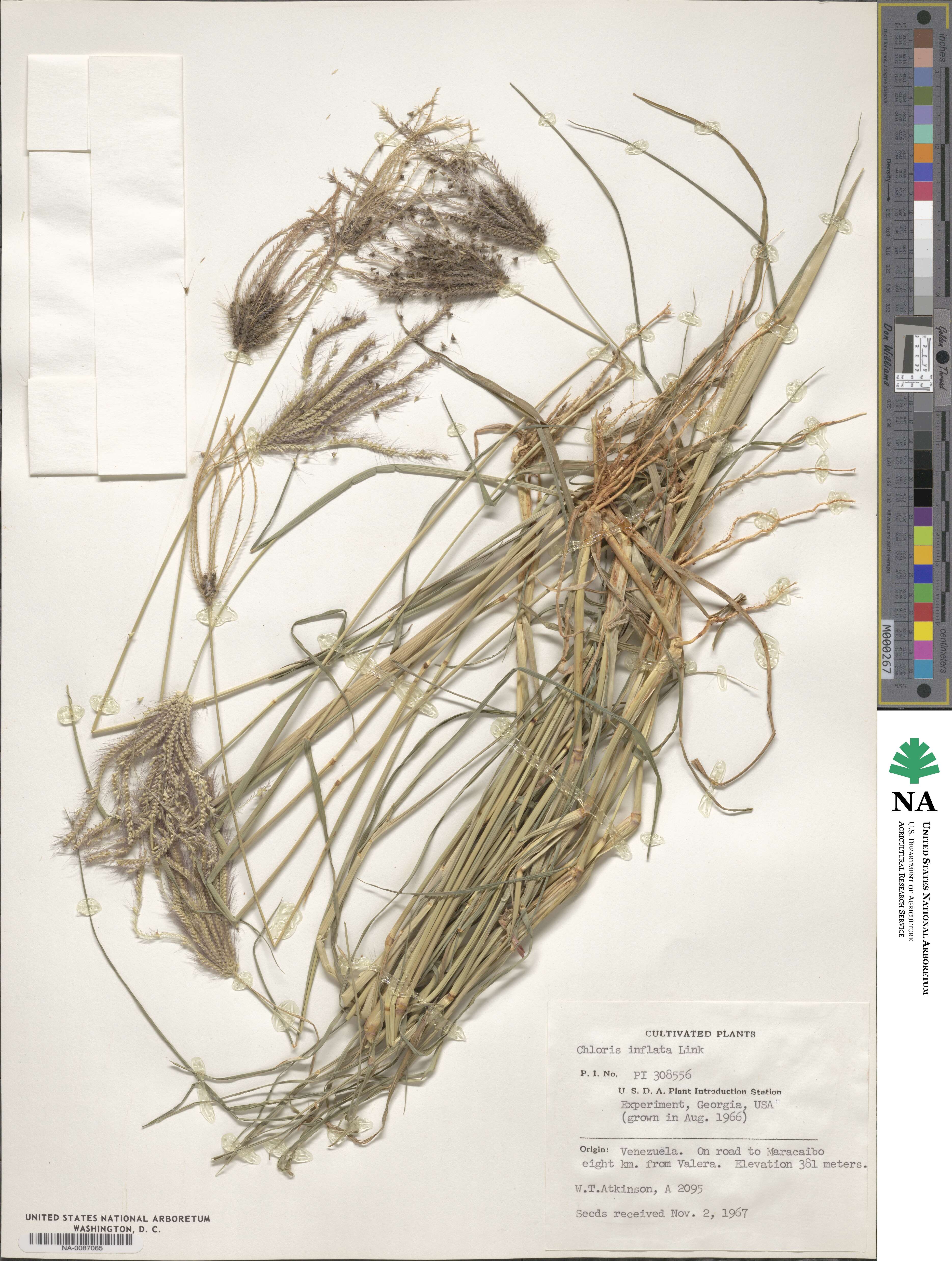 Chloris barbata image