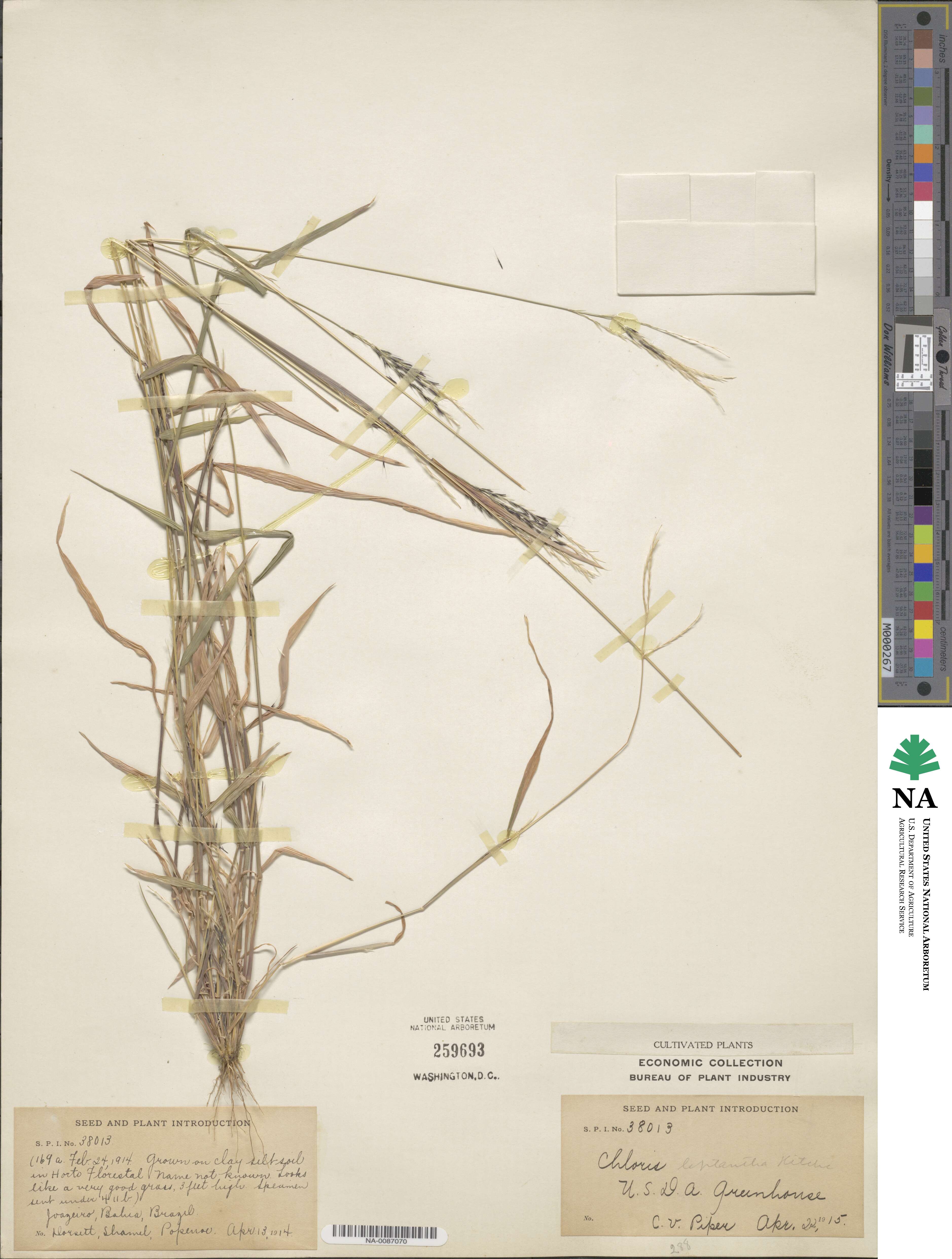 Leptochloa anisopoda image