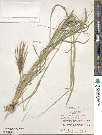 Leptochloa pluriflora image