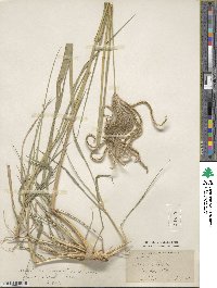 Stapfochloa elata image