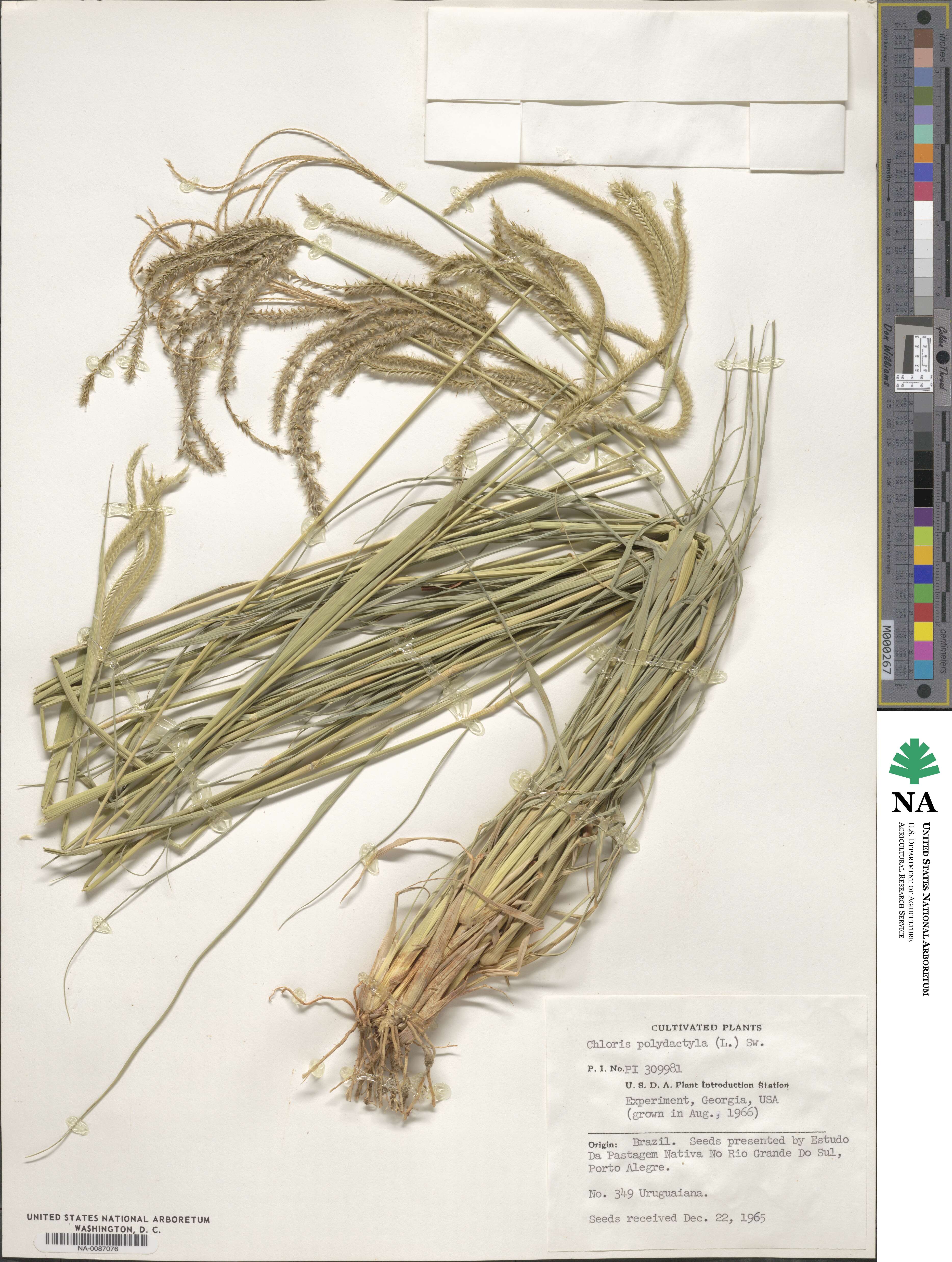 Stapfochloa elata image