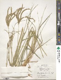 Stapfochloa elata image