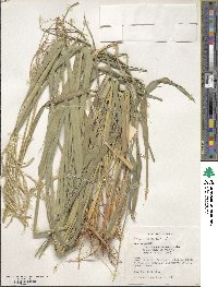 Stapfochloa elata image