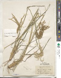 Stapfochloa elata image