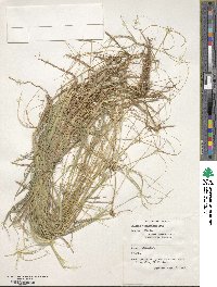 Chloris pycnothrix image