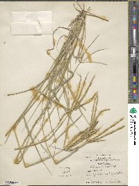 Chloris ventricosa image