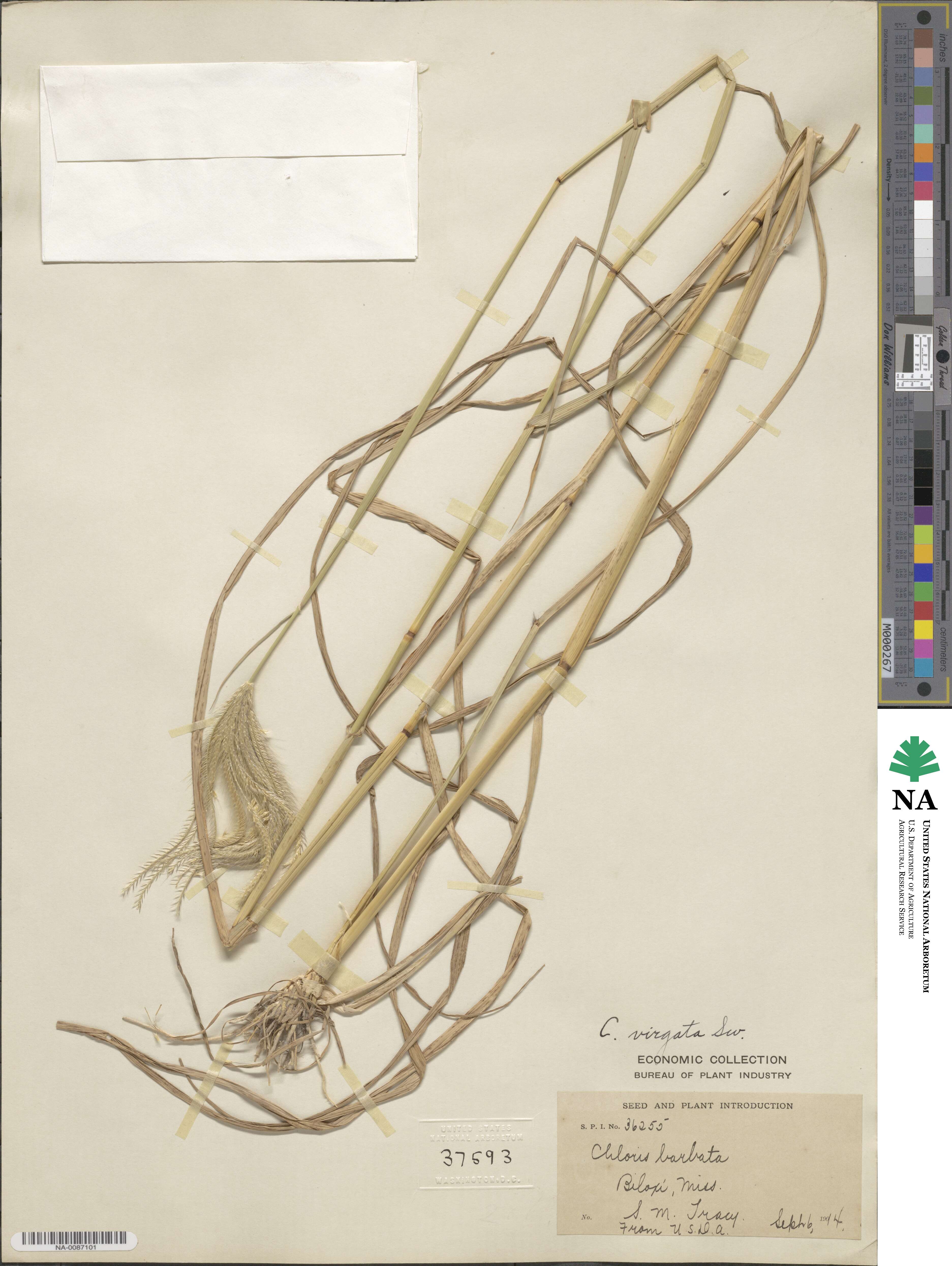 Chloris virgata image