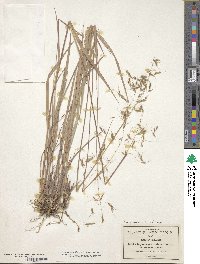 Sorghastrum nutans image