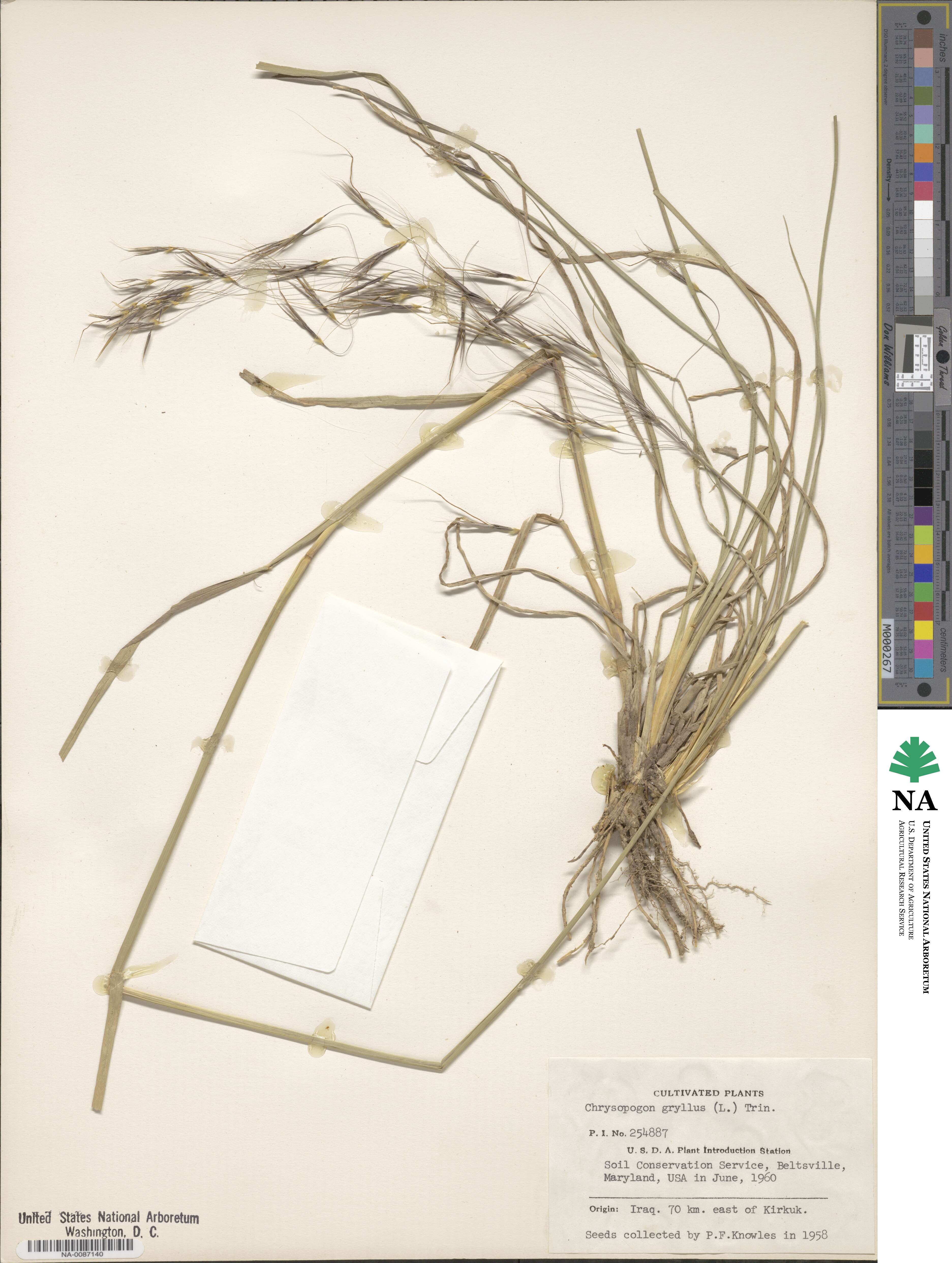 Chrysopogon gryllus image