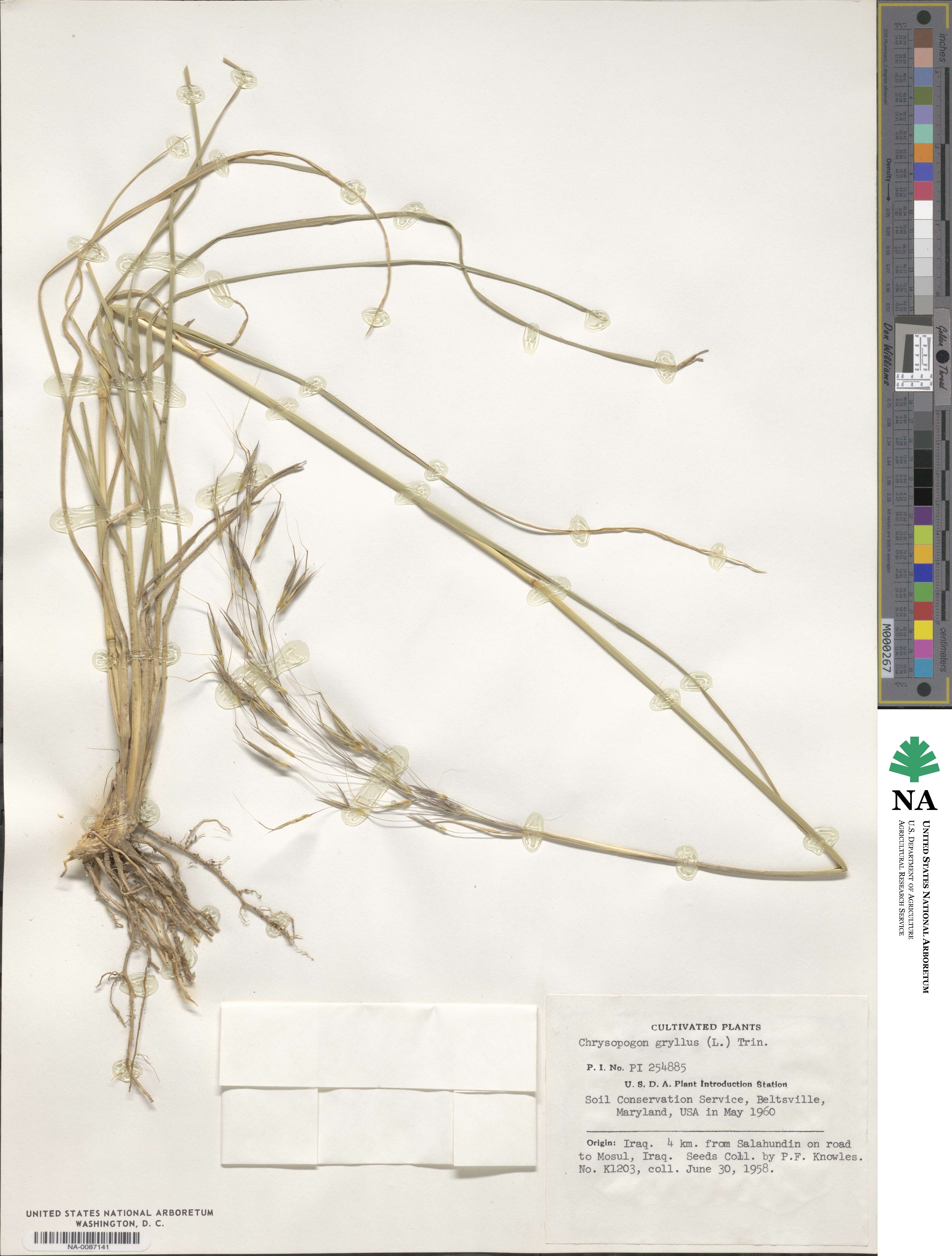 Chrysopogon gryllus image