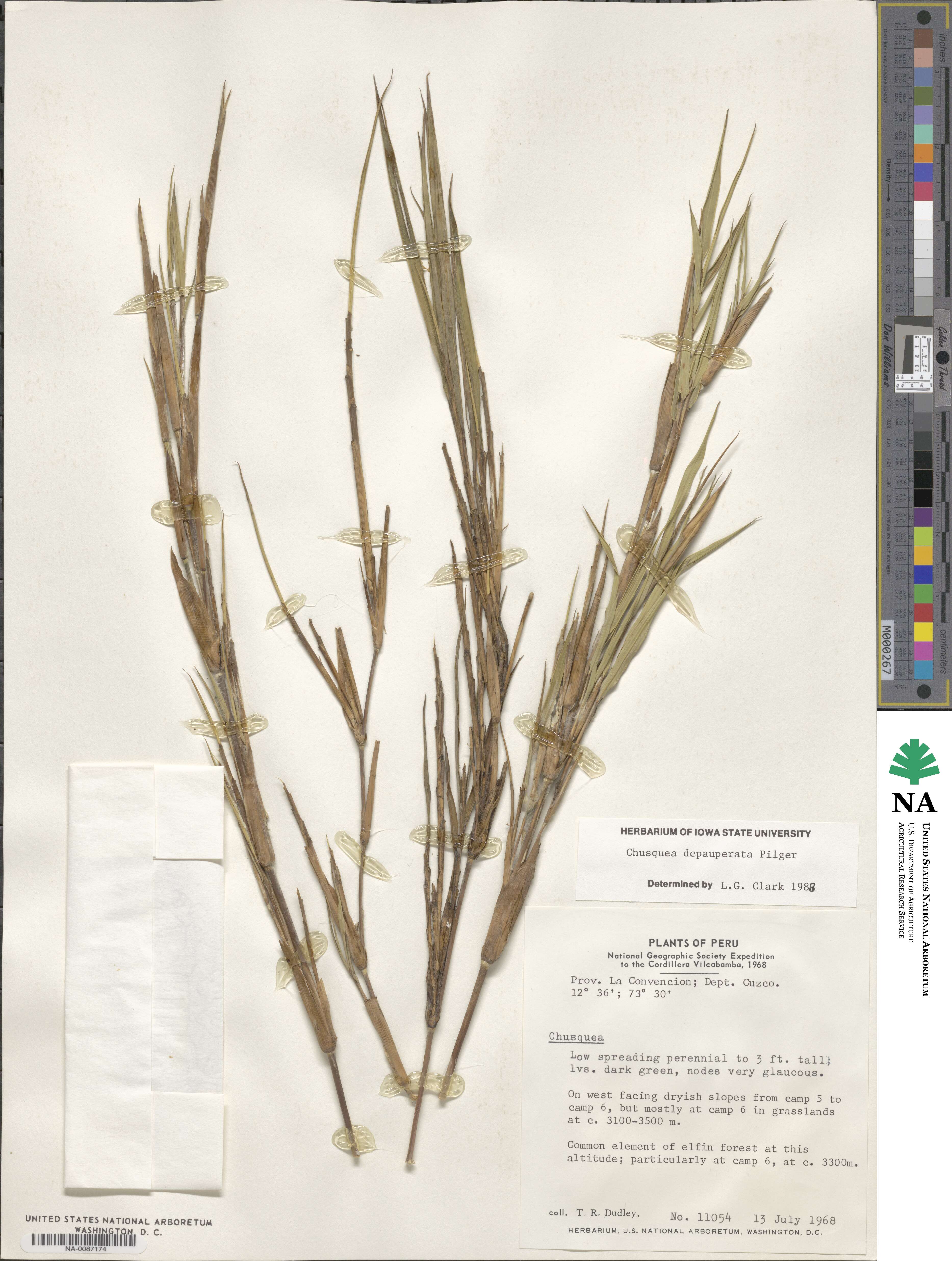 Chusquea depauperata image
