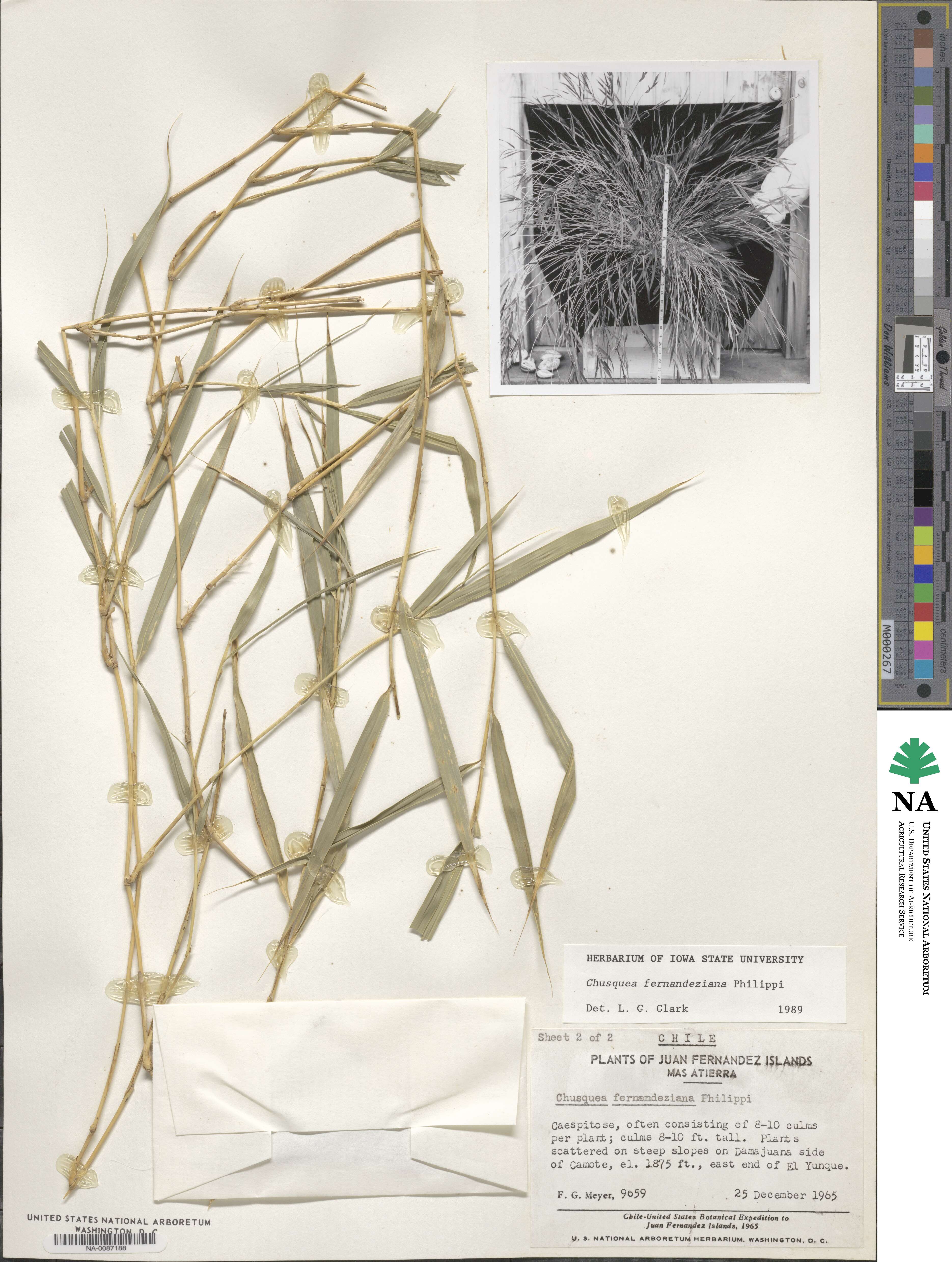 Chusquea fernandeziana image