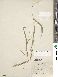 Chusquea huantensis image