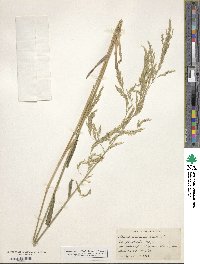 Cinna arundinacea image