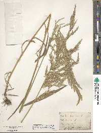 Cinna arundinacea image