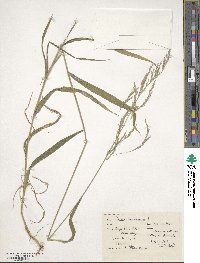 Cinna arundinacea image