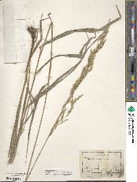 Cinna arundinacea image