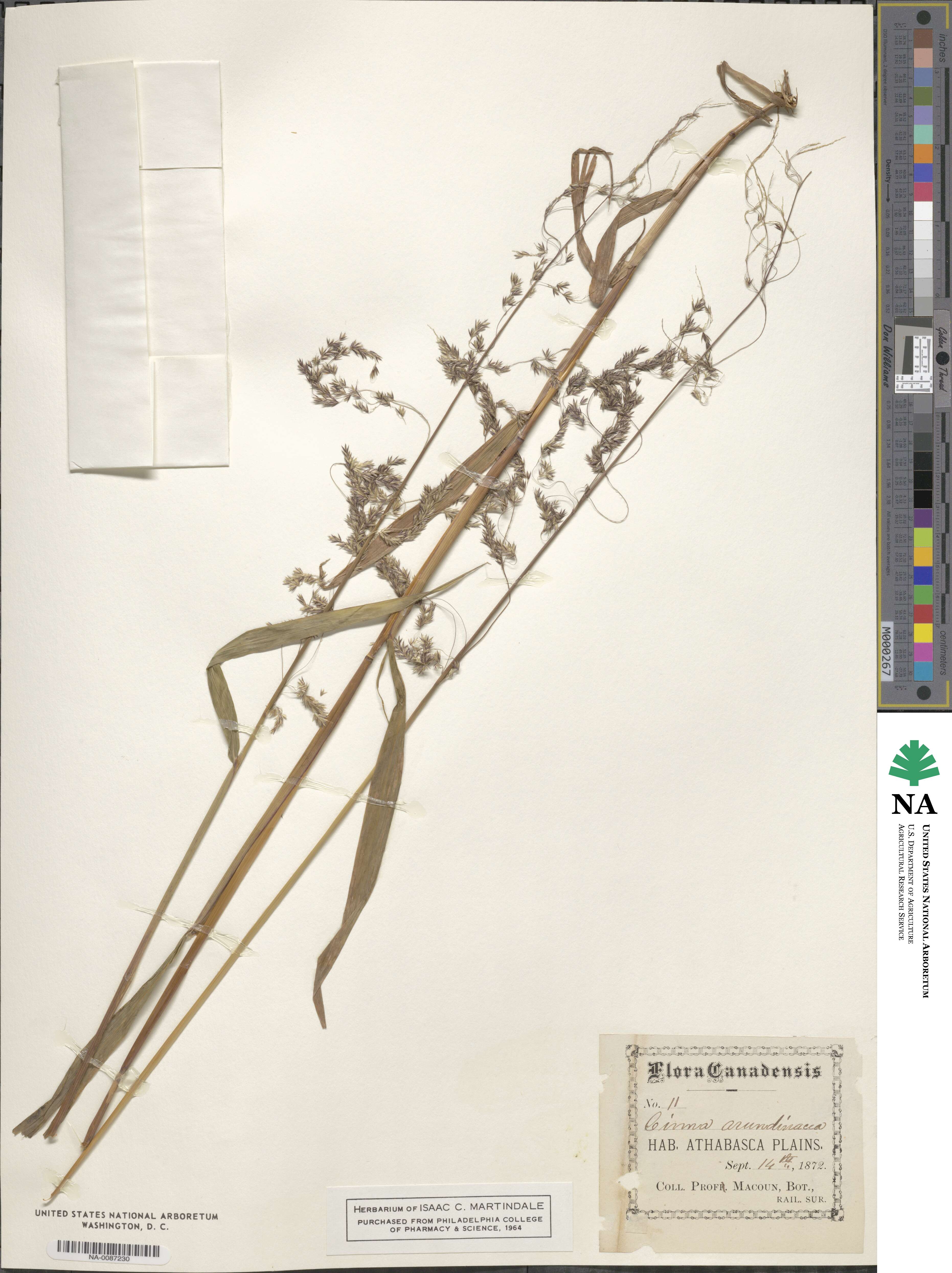 Cinna arundinacea image