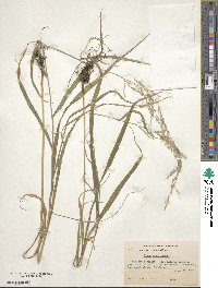 Cinna arundinacea image