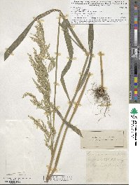 Cinna arundinacea image