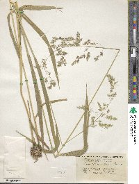 Cinna latifolia image