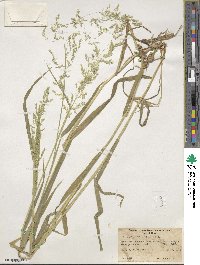 Cinna latifolia image