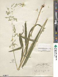 Cinna latifolia image