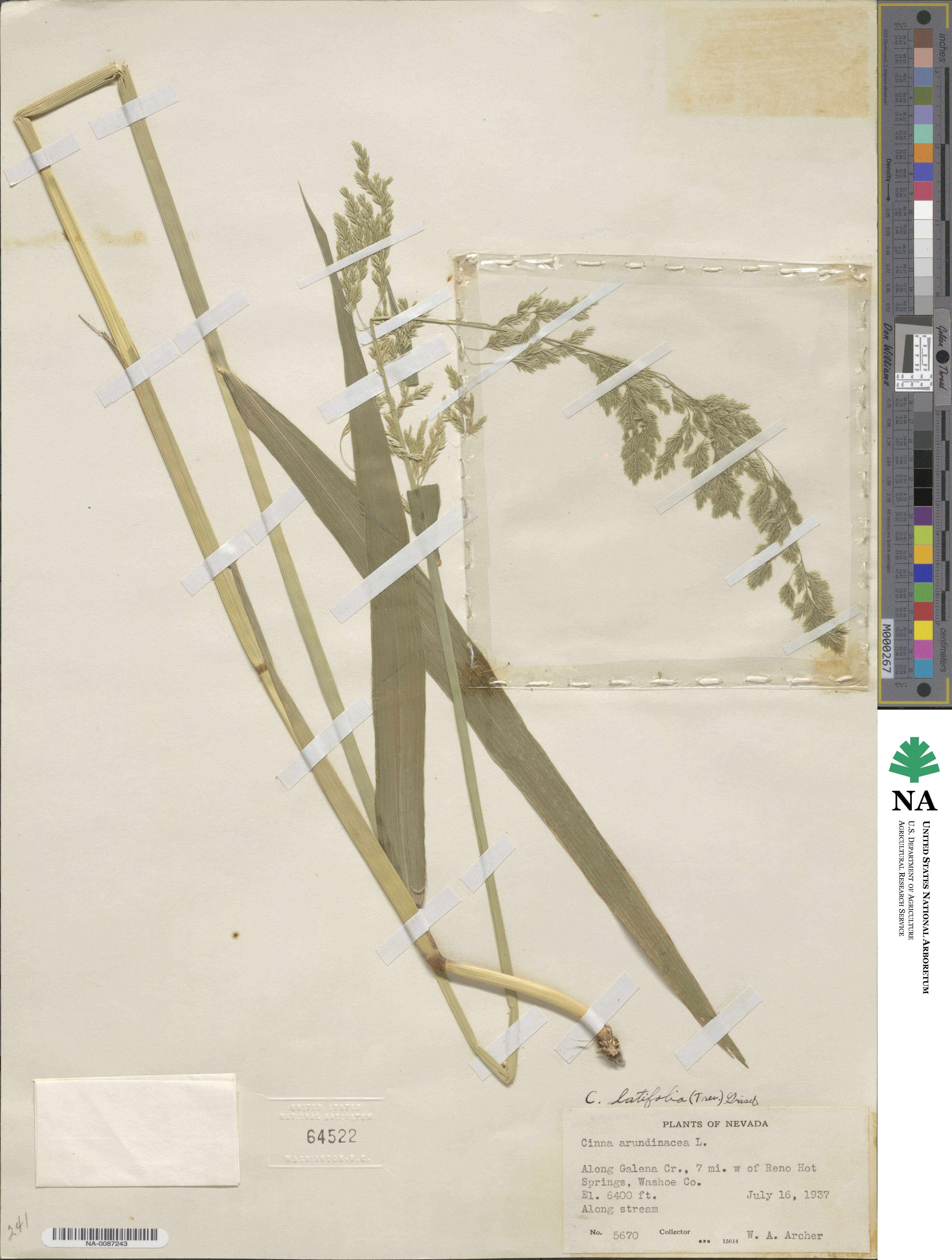 Cinna latifolia image