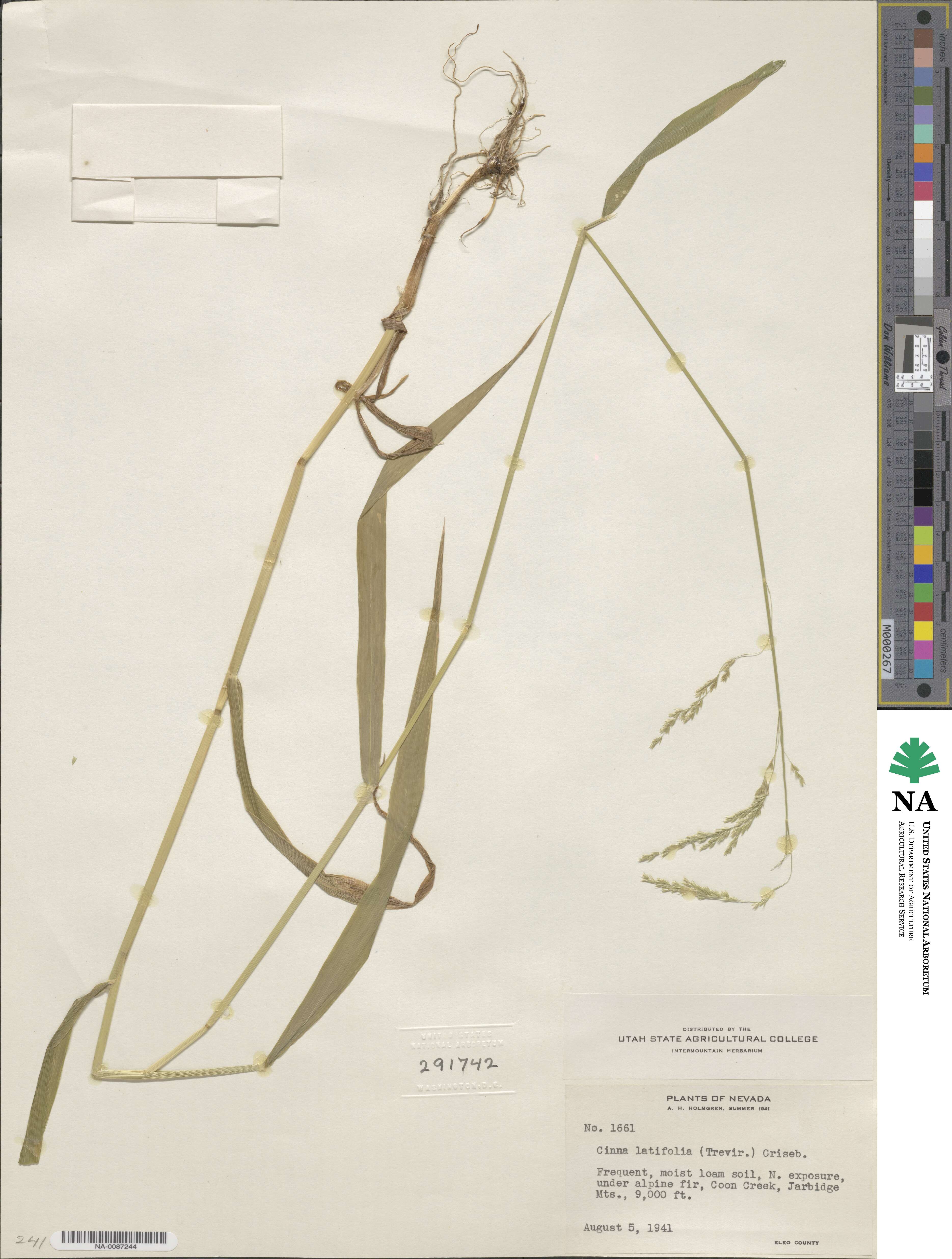 Cinna latifolia image
