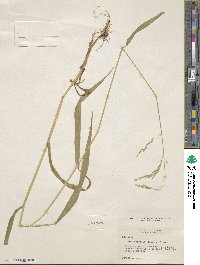 Cinna latifolia image