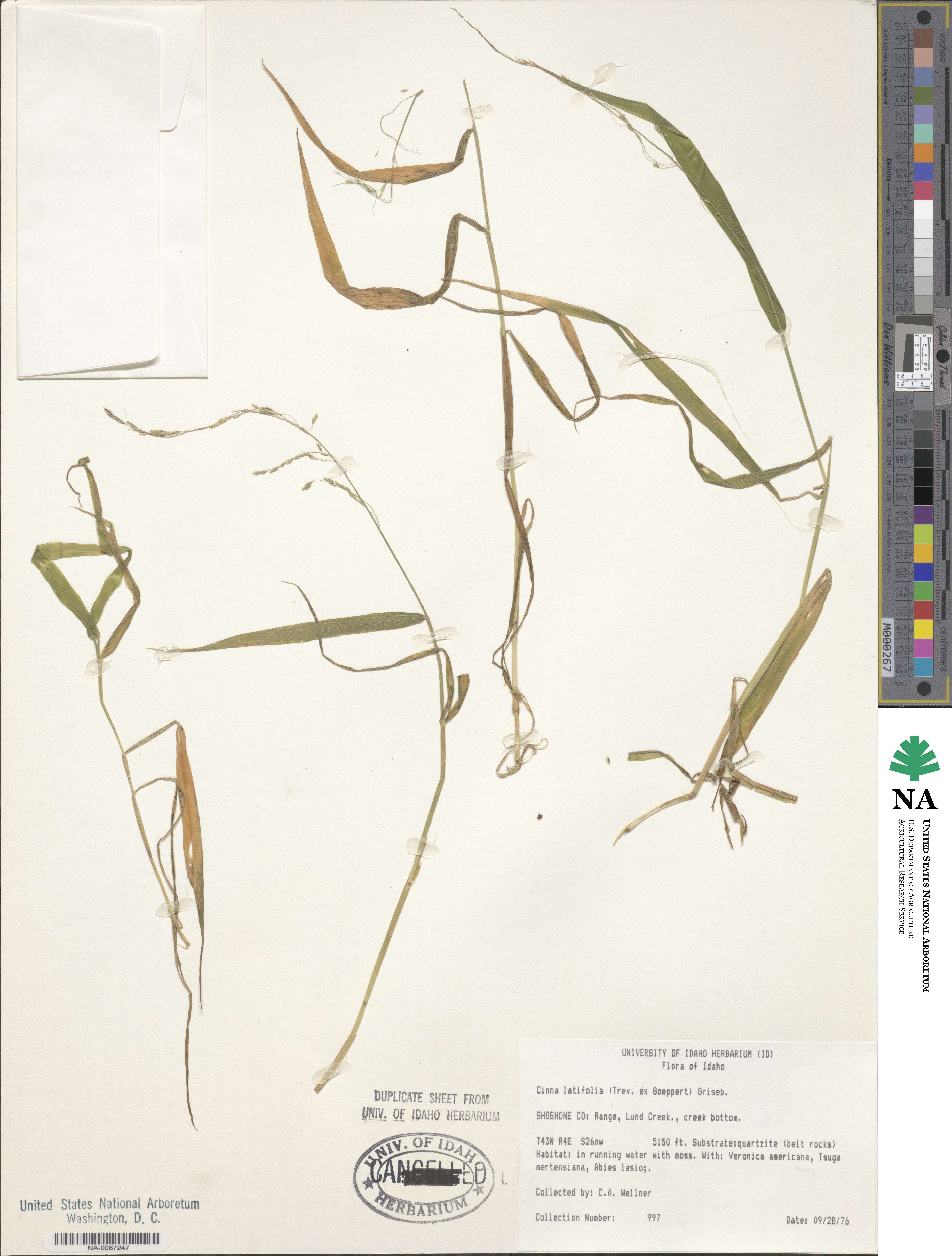 Cinna latifolia image