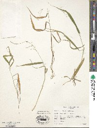 Cinna latifolia image