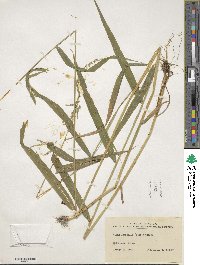 Cinna latifolia image