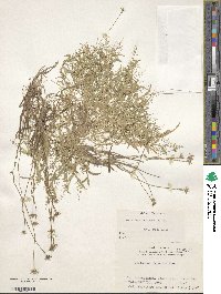 Coelachne japonica image