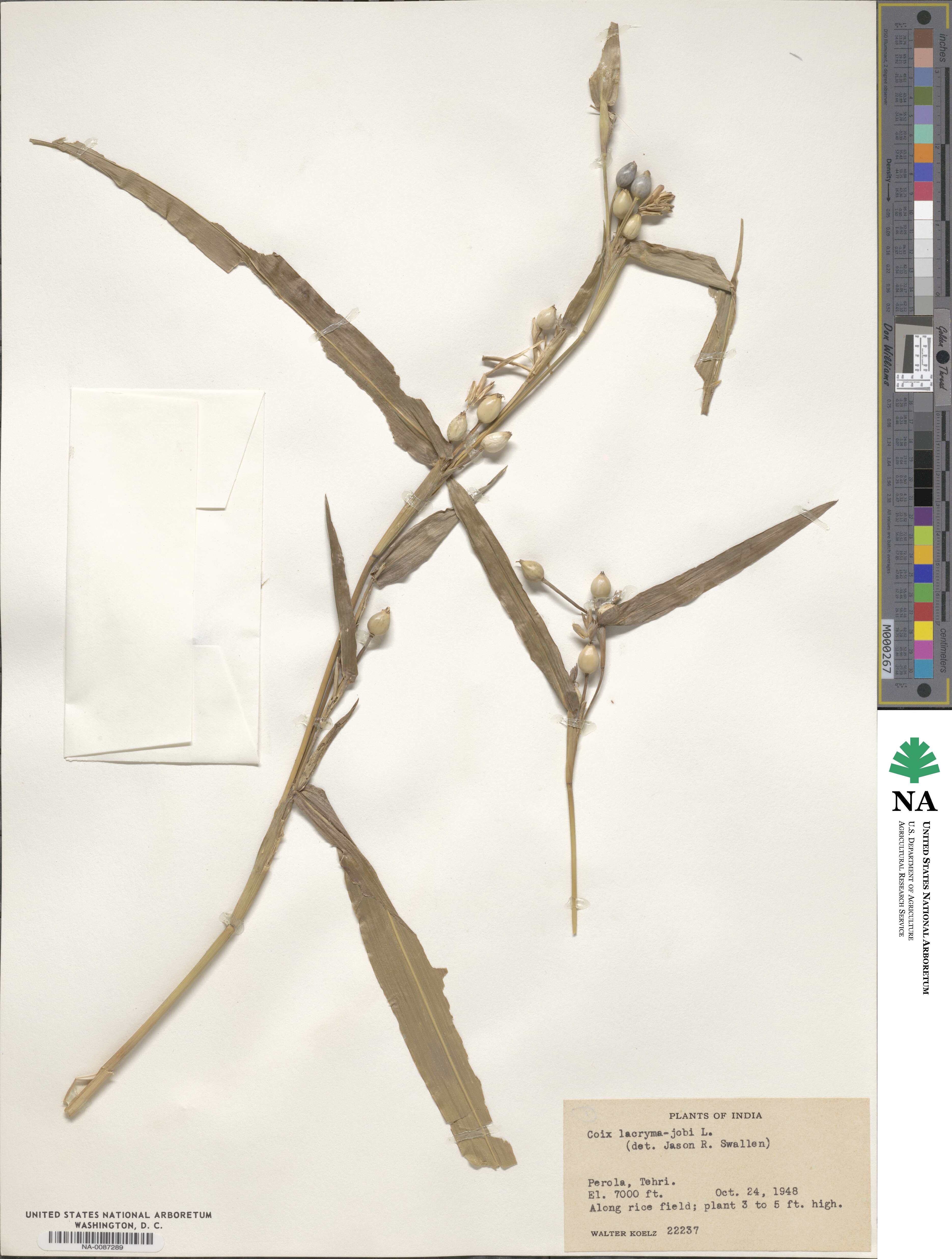 Coix lacryma-jobi image