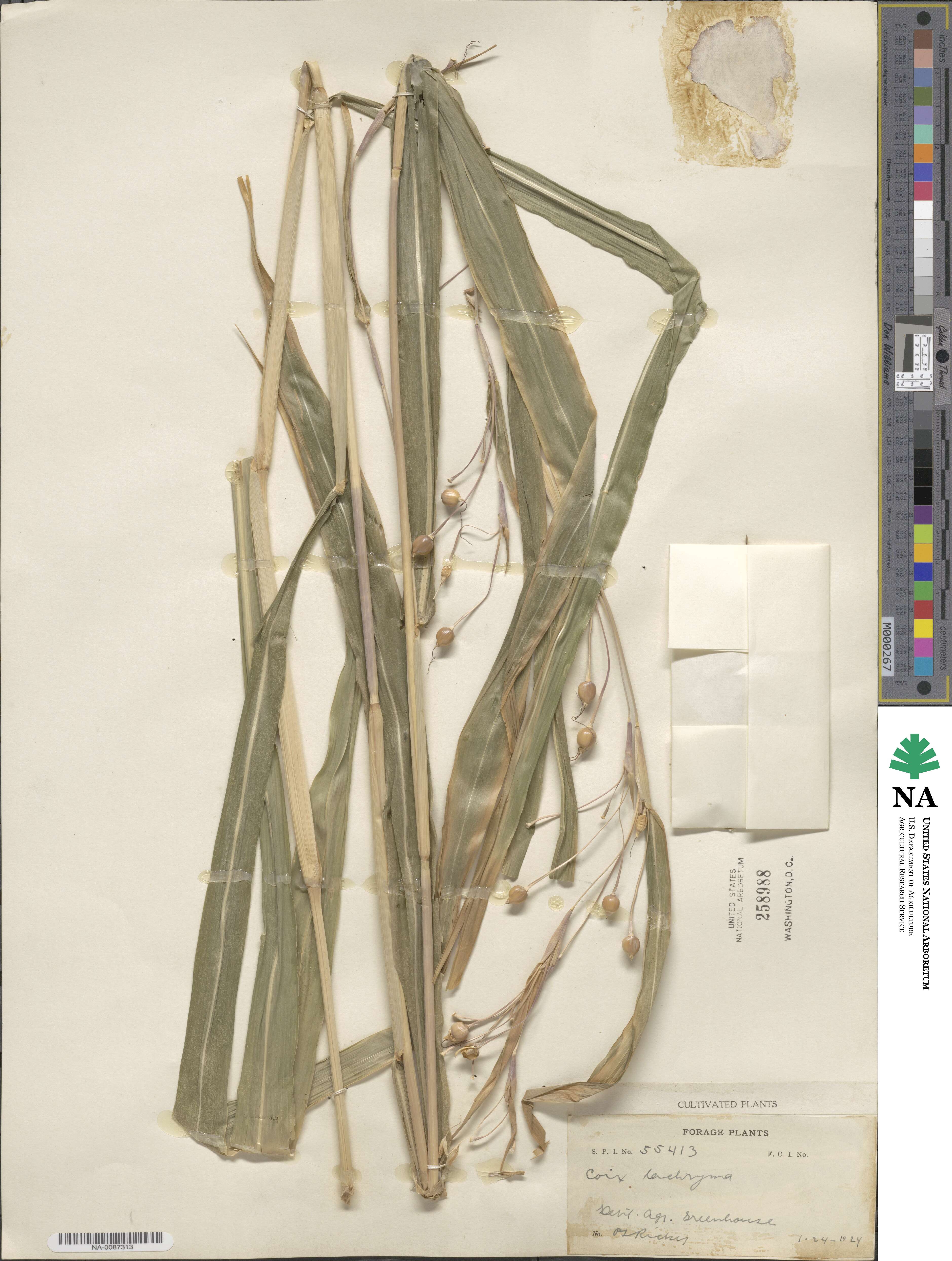 Coix lacryma-jobi image
