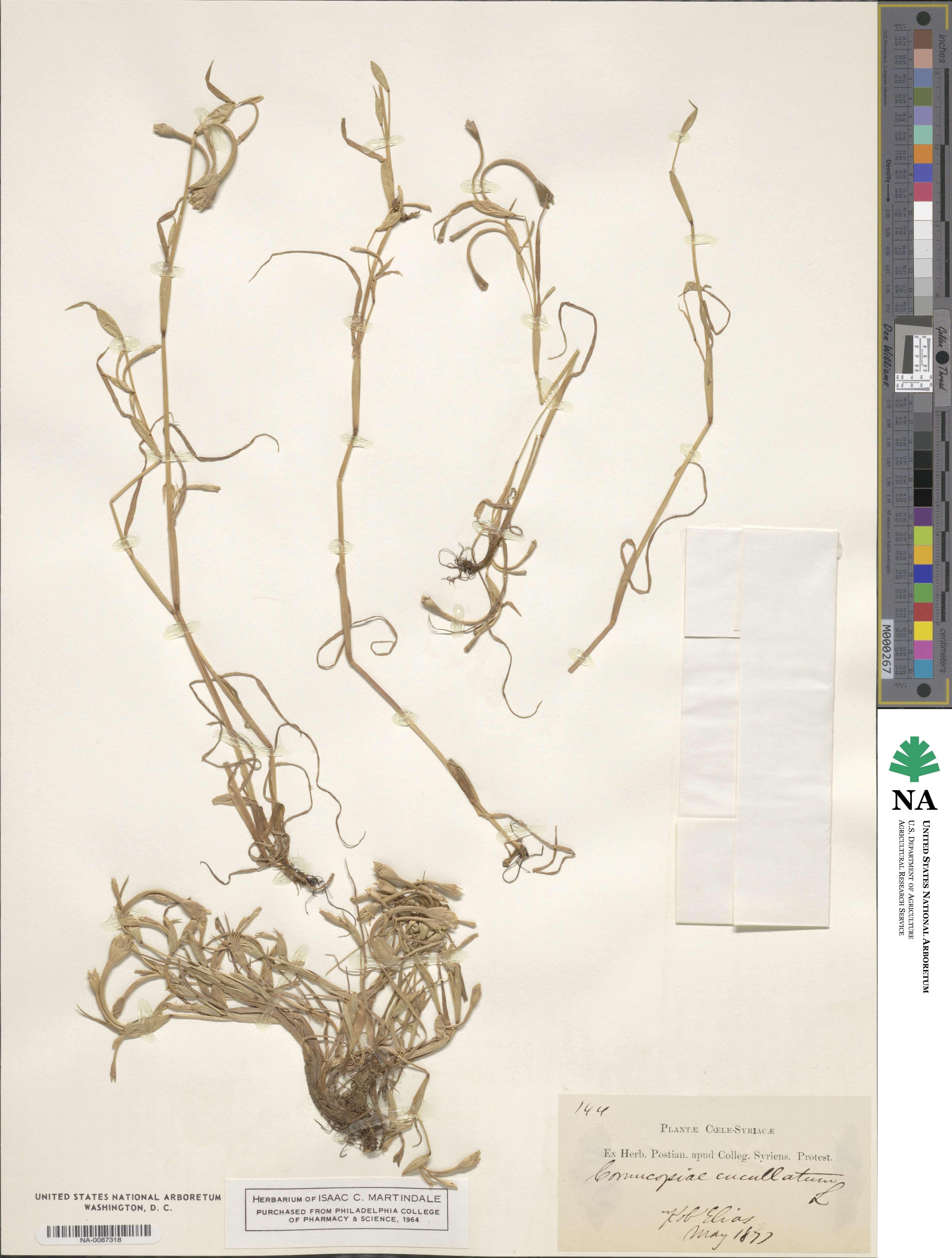 Cornucopiae cucullatum image