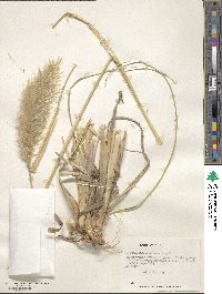 Cortaderia araucana image