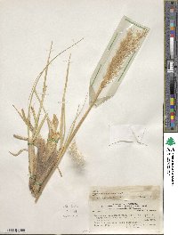 Cortaderia araucana image