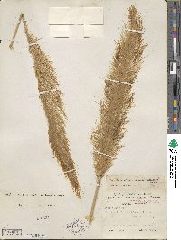 Cortaderia araucana image