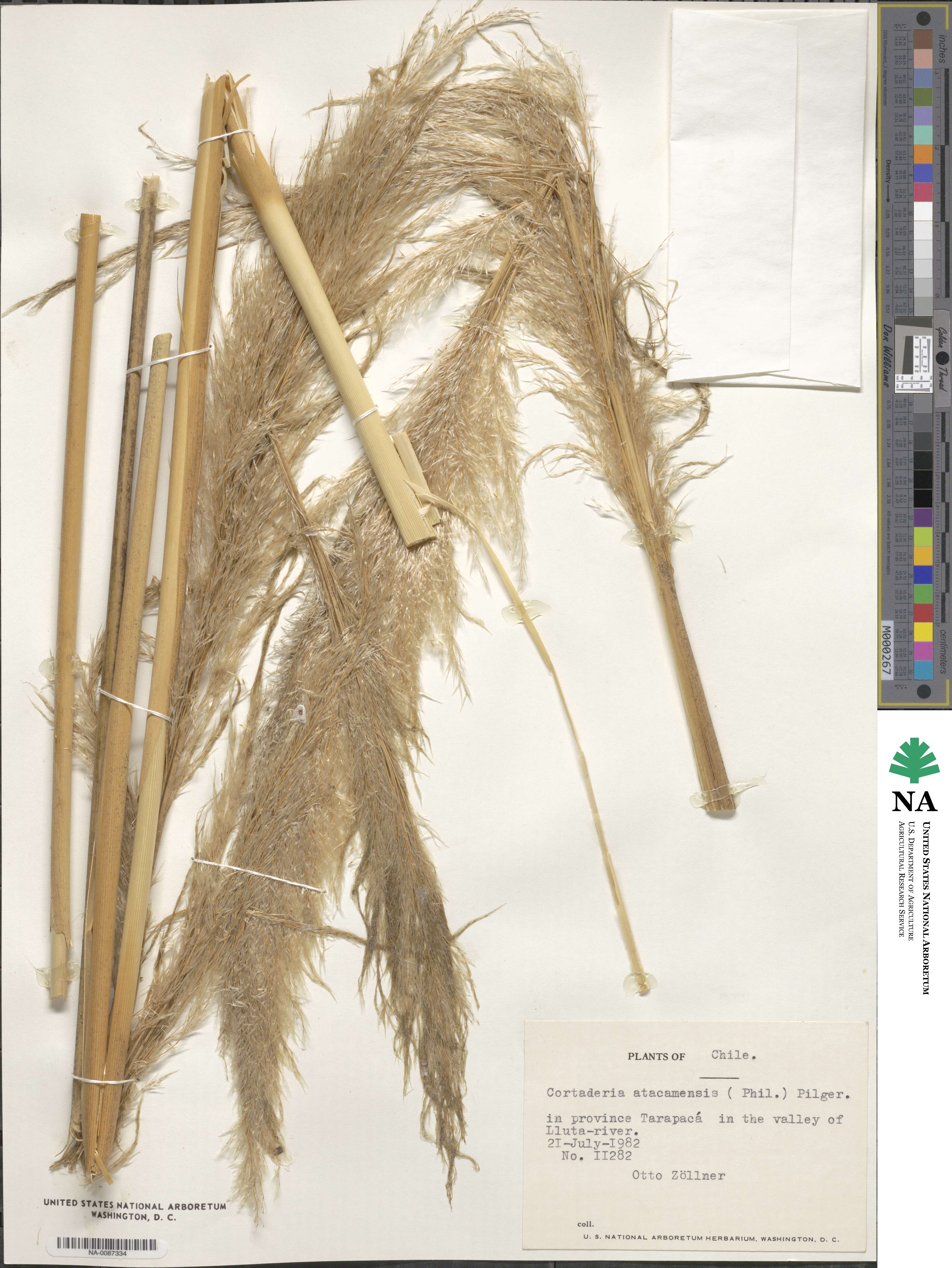 Cortaderia atacamensis image