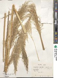 Image of Cortaderia atacamensis