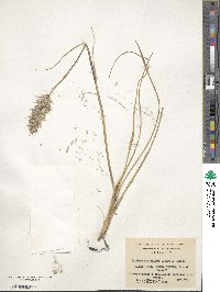 Cortaderia egmontiana image