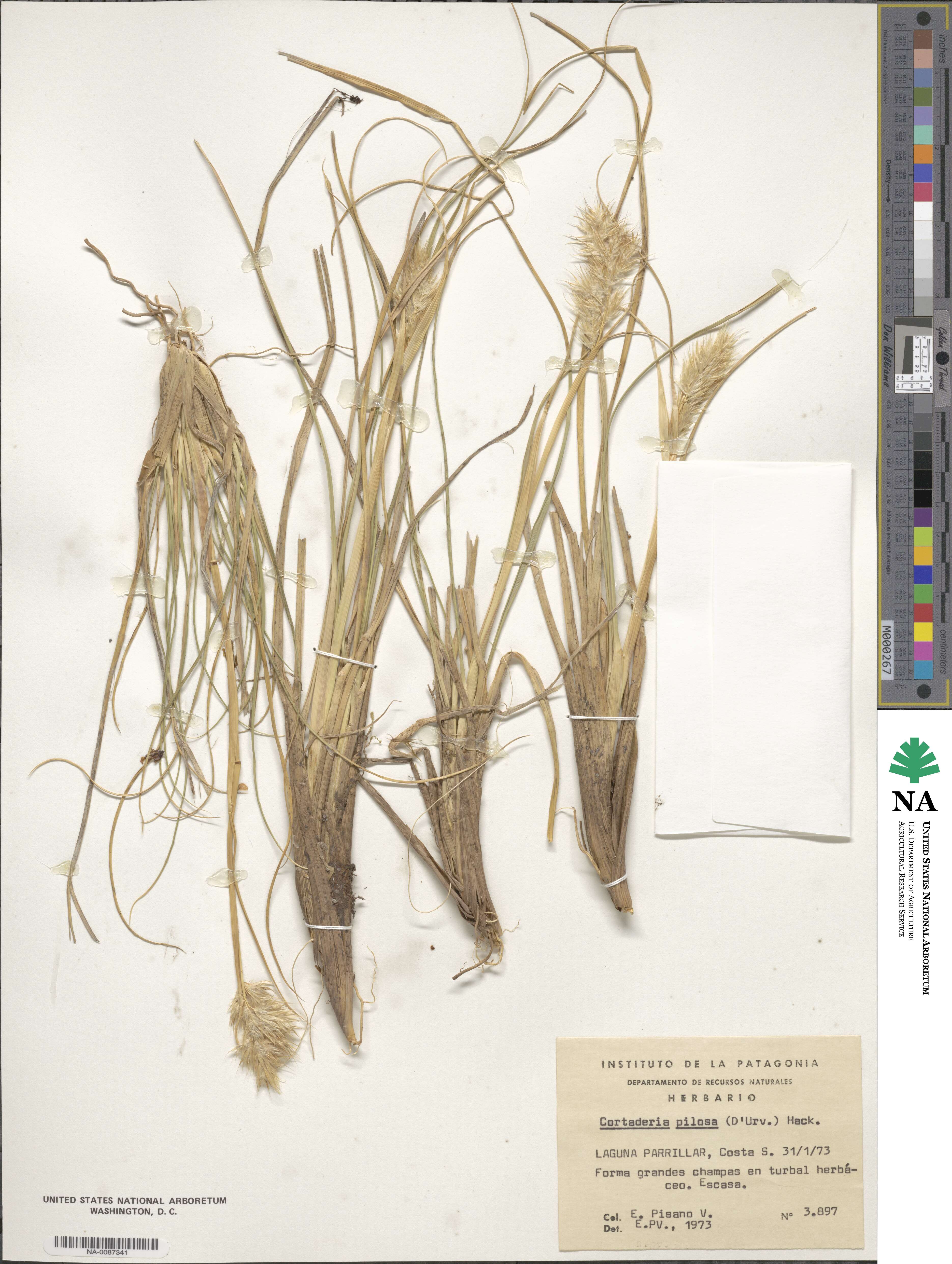 Cortaderia egmontiana image