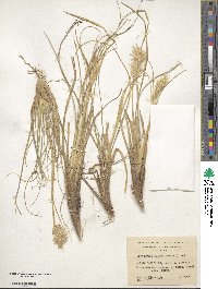 Cortaderia egmontiana image