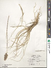 Cortaderia egmontiana image