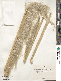 Cortaderia egmontiana image