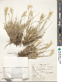 Cortaderia egmontiana image