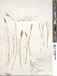 Cortaderia egmontiana image