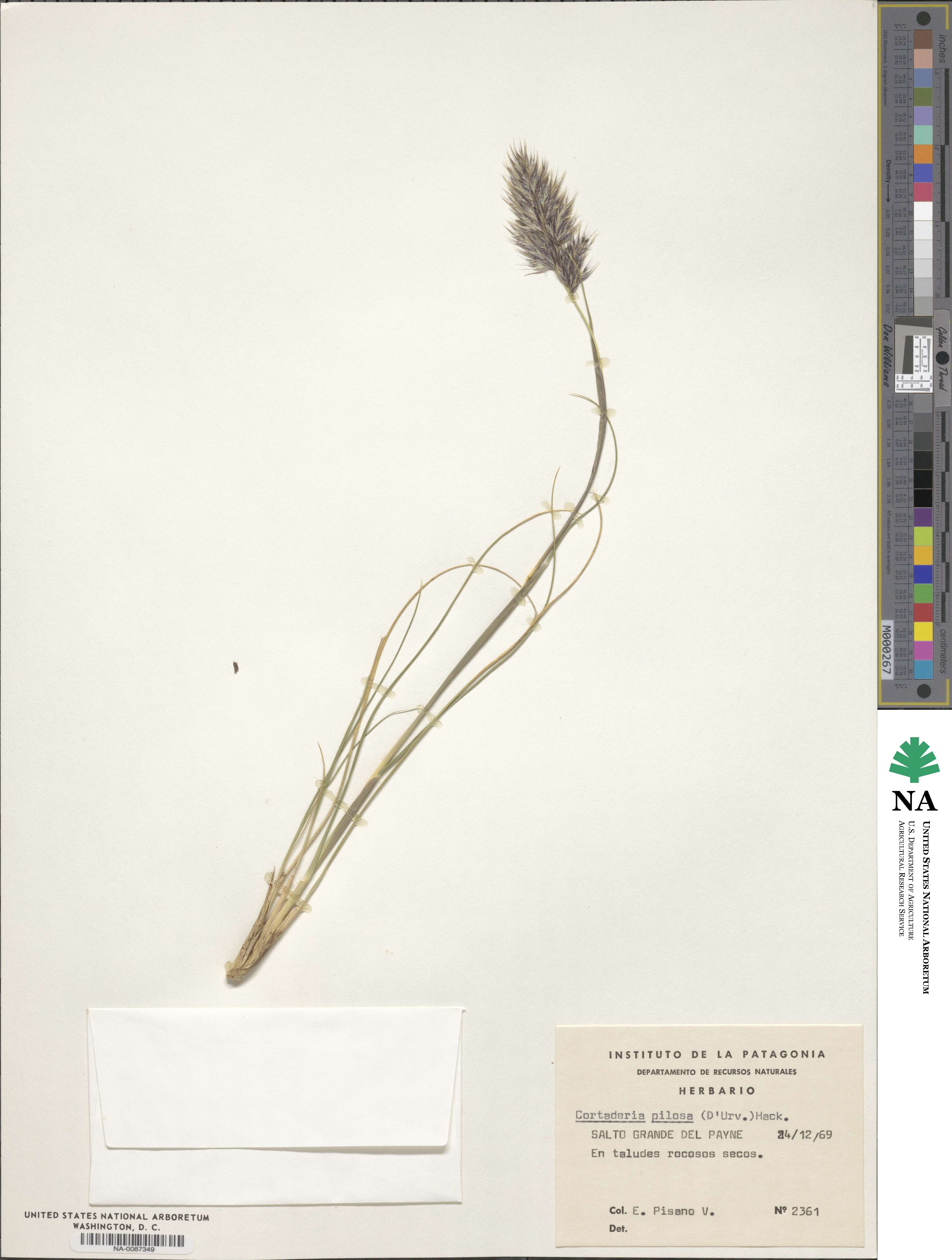 Cortaderia egmontiana image